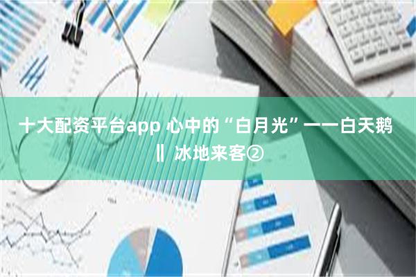 十大配资平台app 心中的“白月光”一一白天鹅 ‖ 冰地来客②